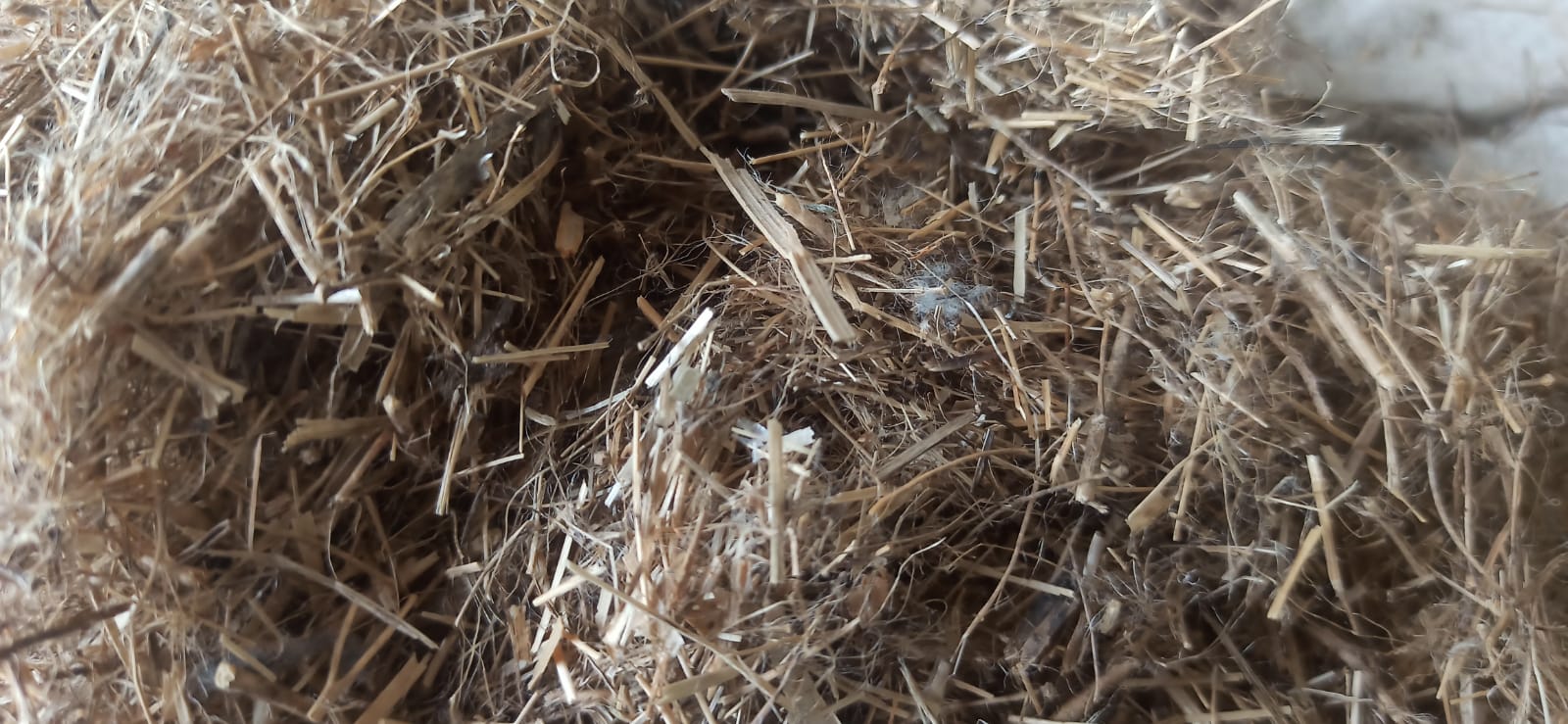 Flax Waste