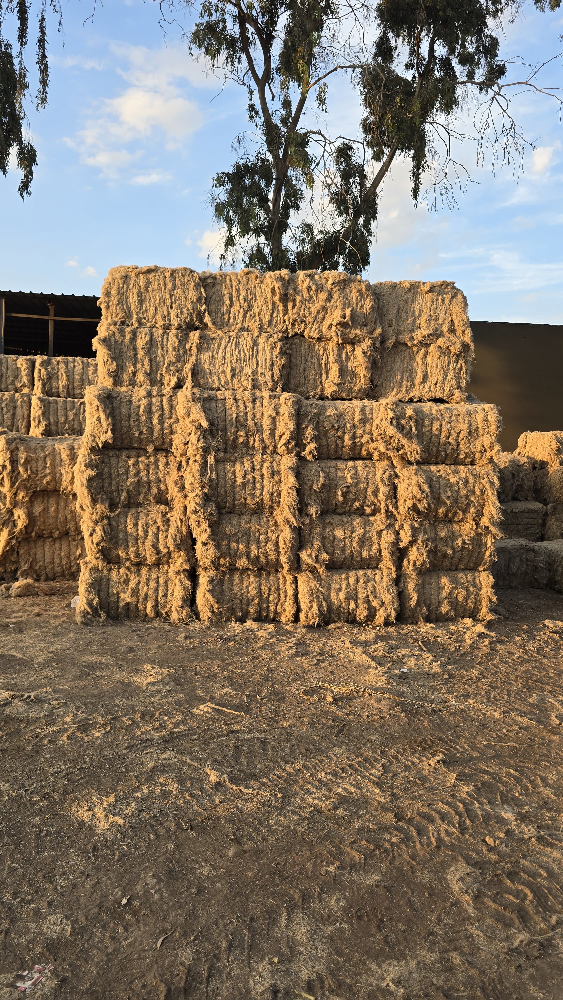 Rescutshed Flax